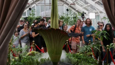 People take photos of the blossoming Bunga Bangkai, nicknamed the 'corpse flower' for its stenc