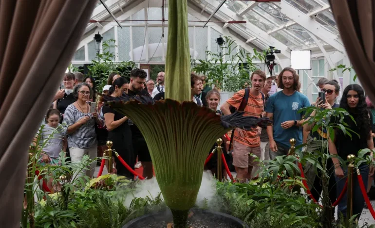 People take photos of the blossoming Bunga Bangkai, nicknamed the 'corpse flower' for its stenc